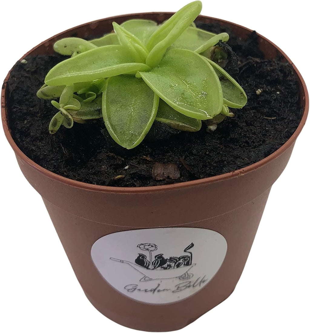 2" Pot Carnivorous Plant H71708