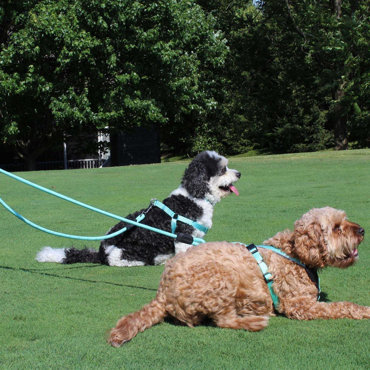 Reflective Rope Dog Leash E87135