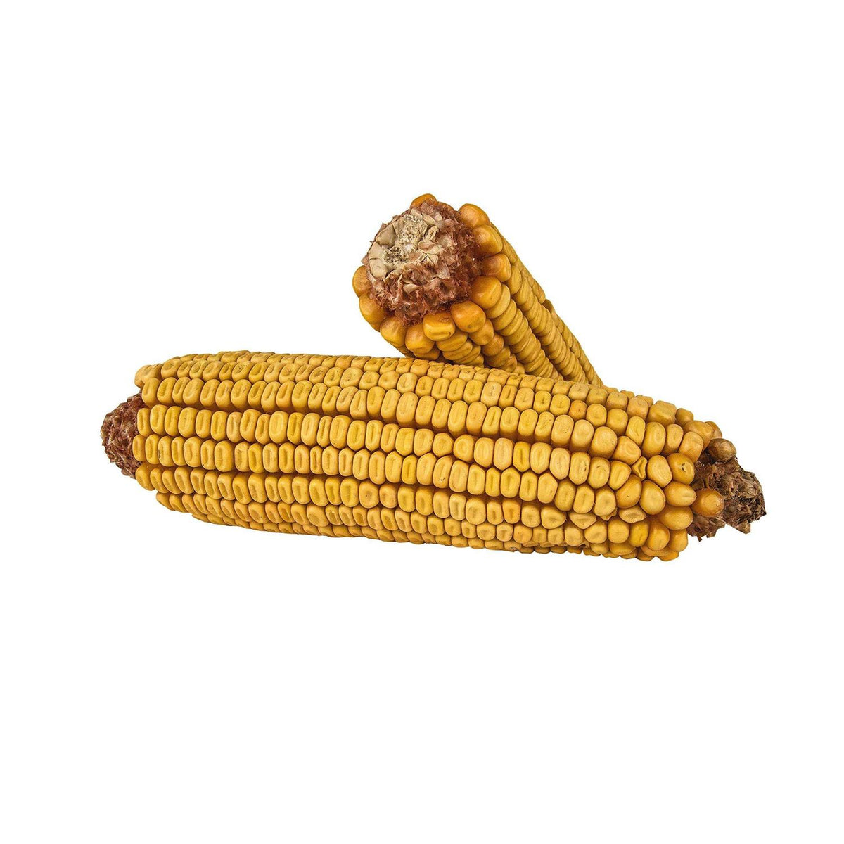 Corn On the Cob D28146