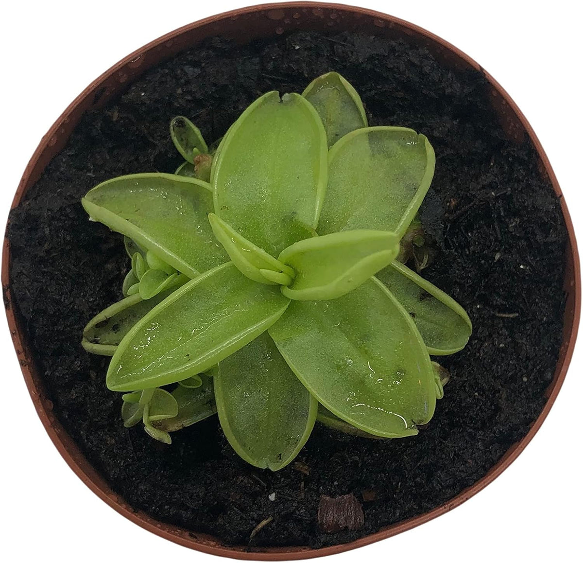 2" Pot Carnivorous Plant H71708