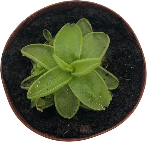 2" Pot Carnivorous Plant H71708