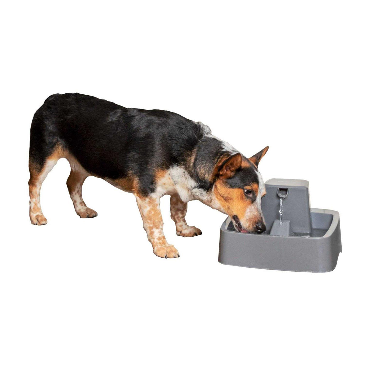 1 Gallon Pet Fountain D7071