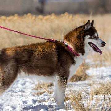 Leash Y902
