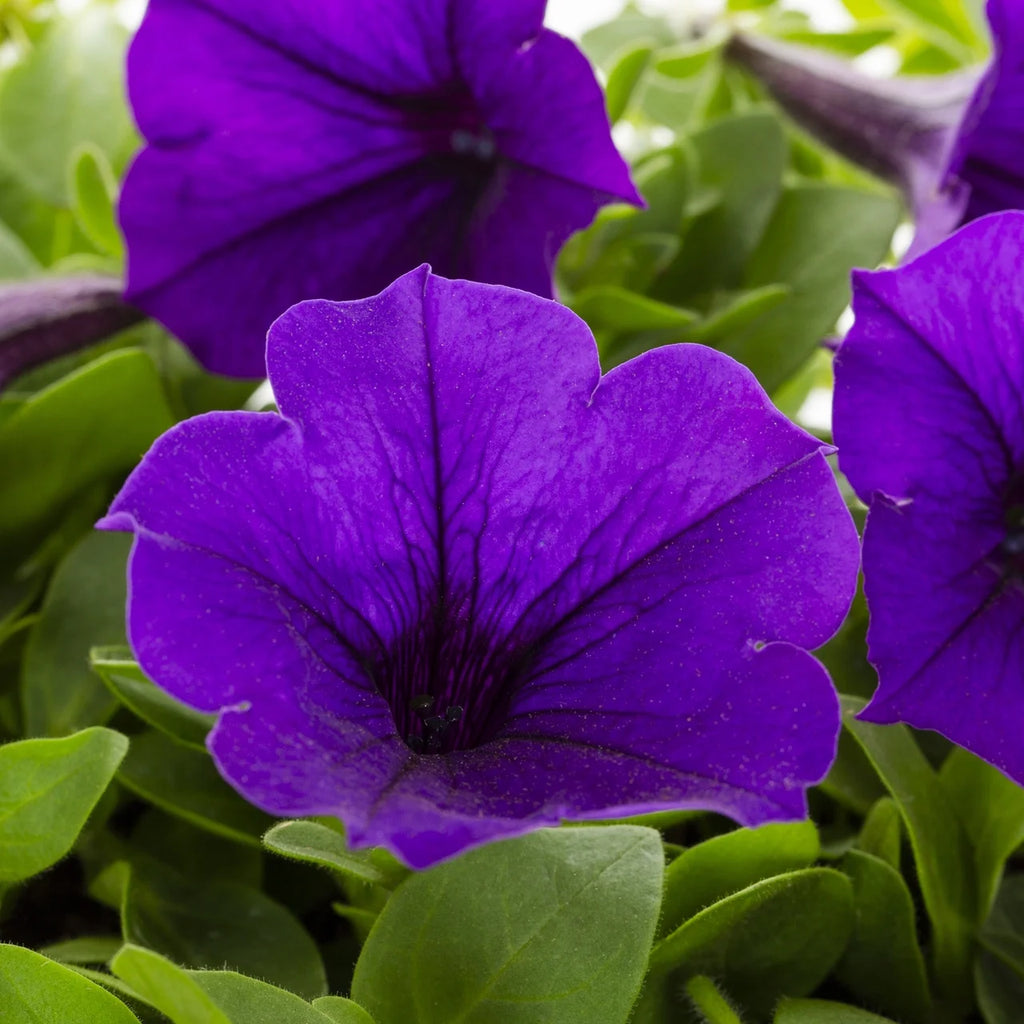 Blue Petunia Annual Live Plant 5-Count with Grower Pot T625