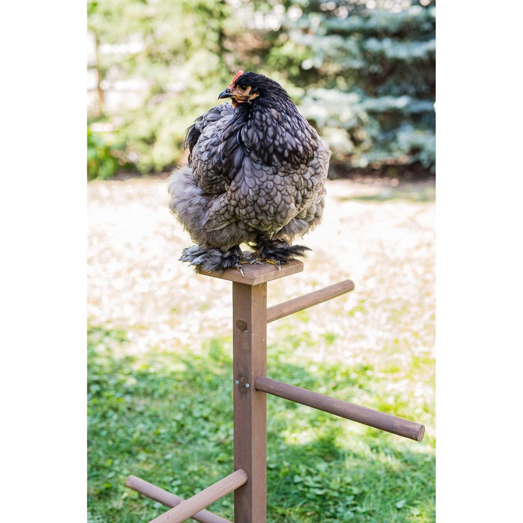 Double Roosting Perch G395