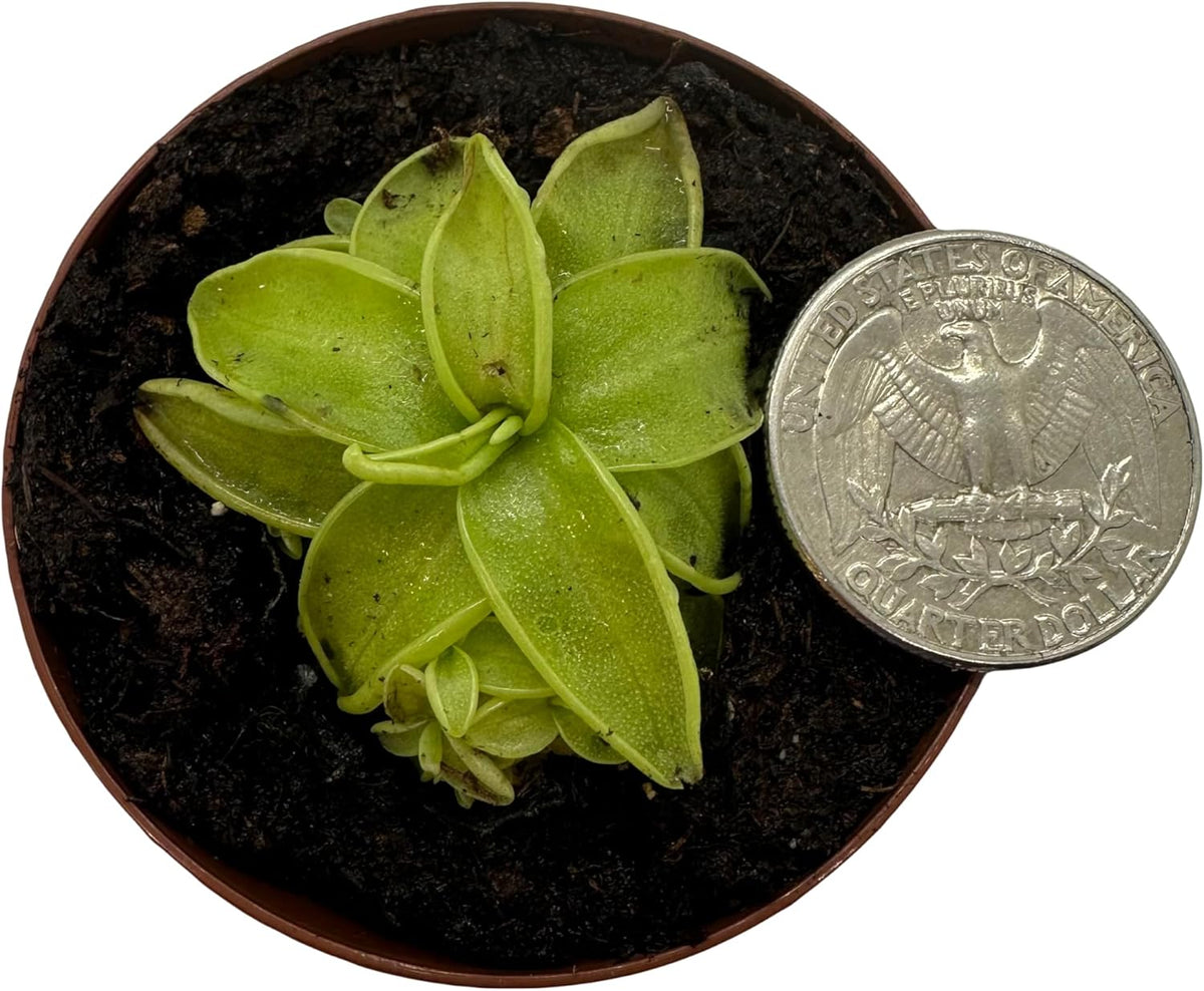 2" Pot Carnivorous Plant H71708