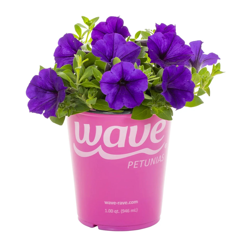 Blue Petunia Annual Live Plant 5-Count with Grower Pot T625