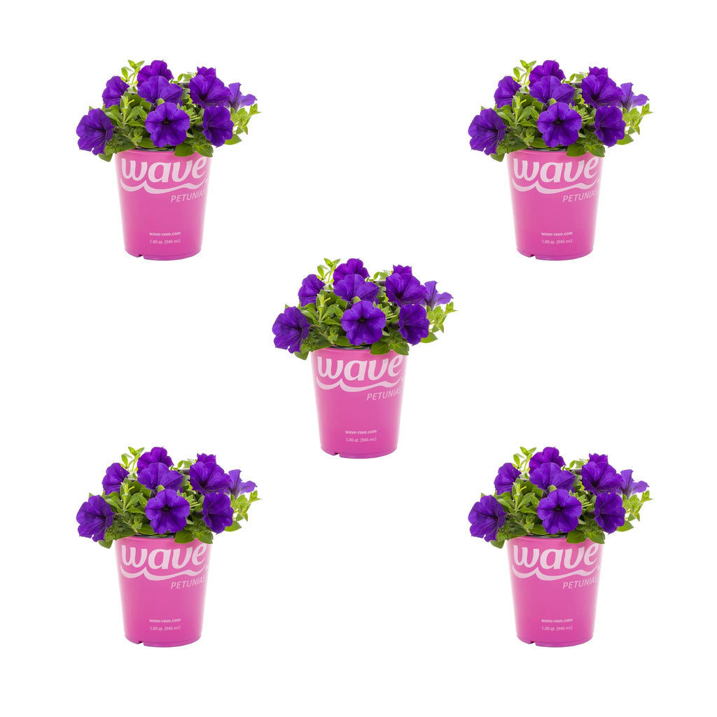 Blue Petunia Annual Live Plant 5-Count with Grower Pot T625