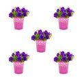 Blue Petunia Annual Live Plant 5-Count with Grower Pot T625