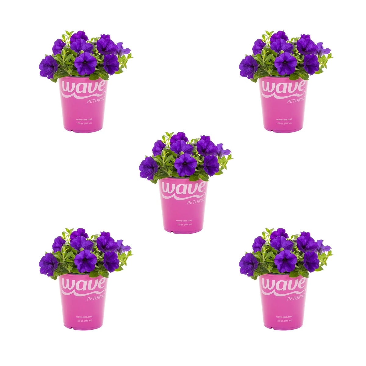 Blue Petunia Annual Live Plant 5-Count with Grower Pot T625