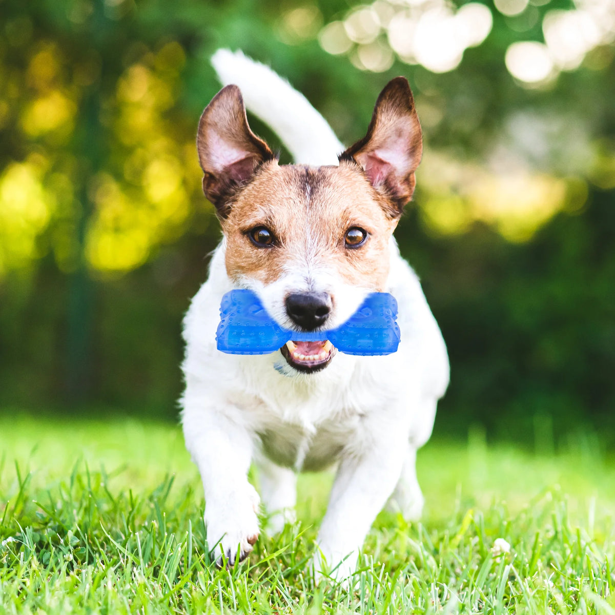 Pet Teether Cooling Chew Toy Pack of 2 (Ring and Bone) M563335