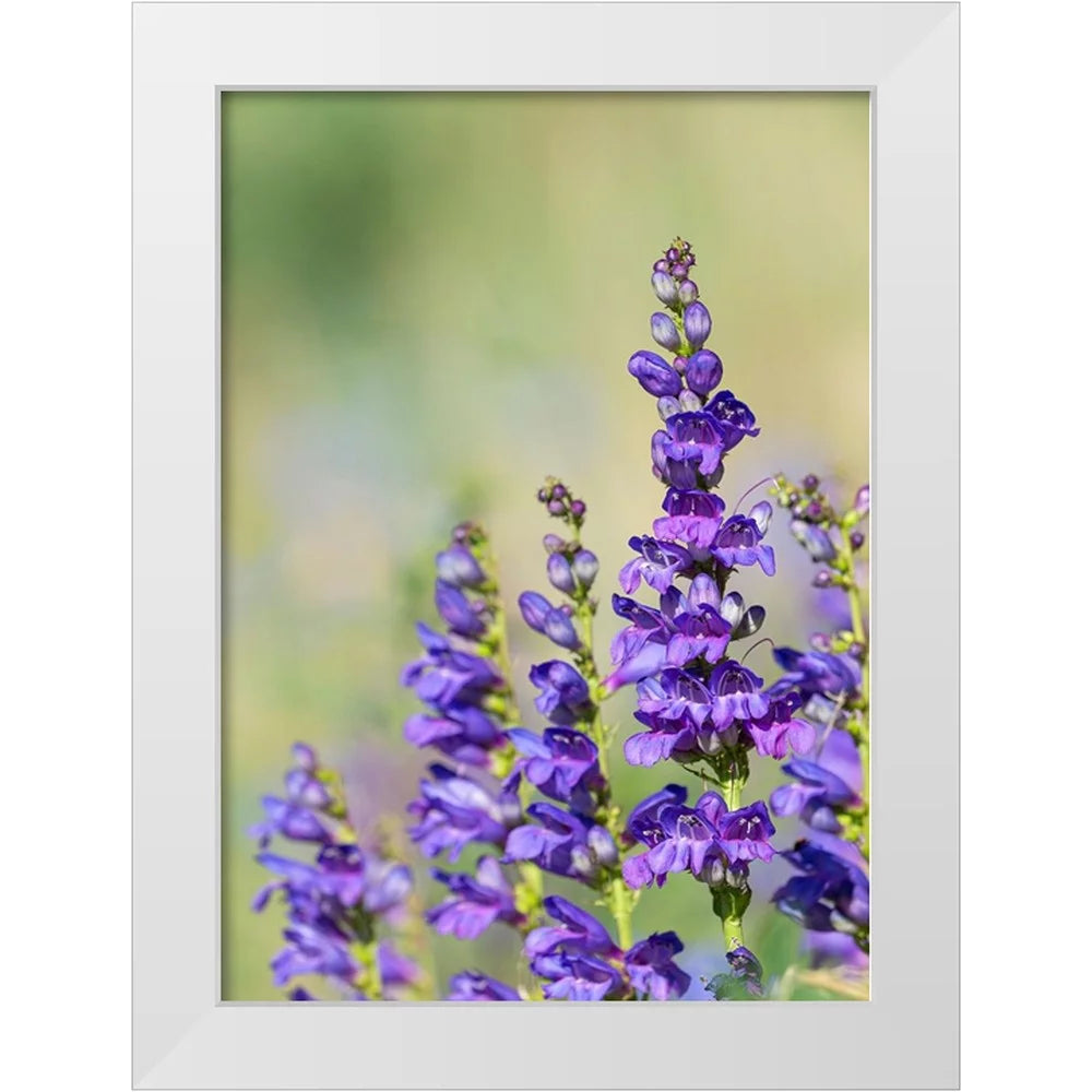 White Modern Wood Framed Art Print Z732841