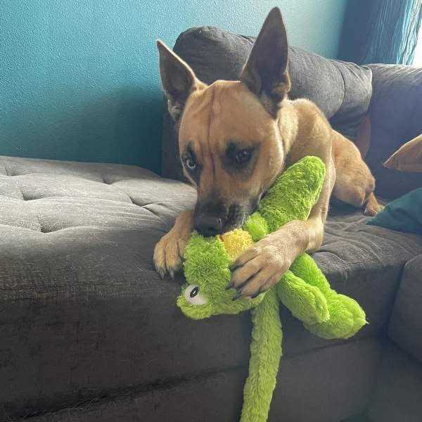 Dog Toy I191