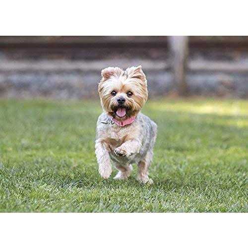 Small Breed Dry Dog Food Turkey W42363