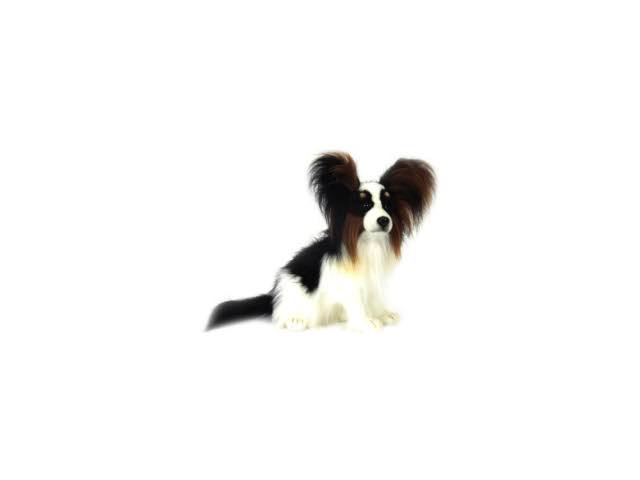 Plush Papillion Dog K617