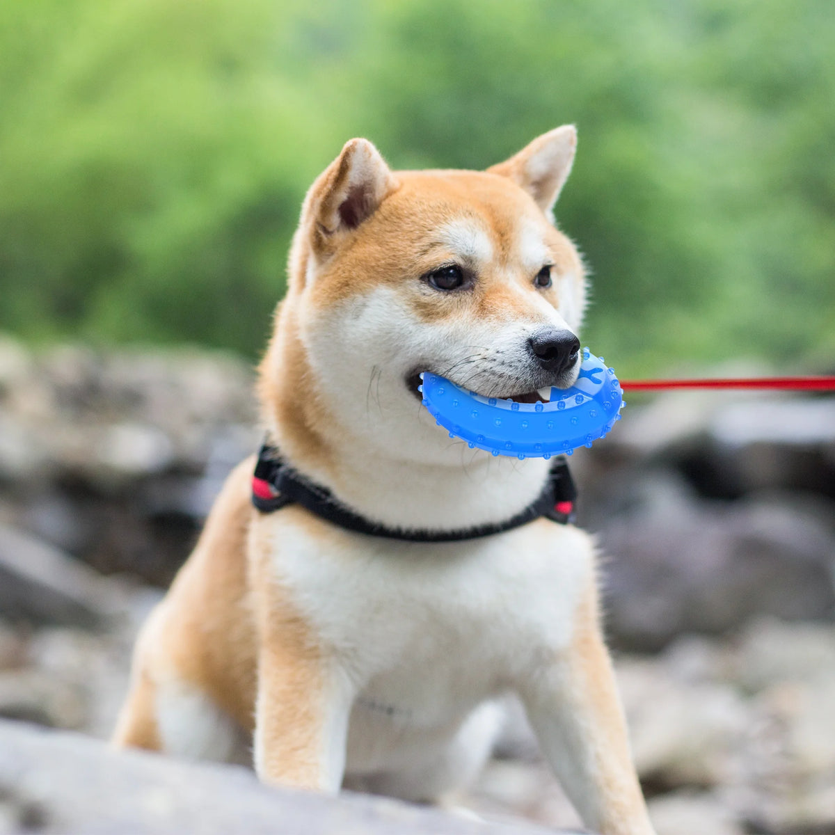 Pet Teether Cooling Chew Toy Pack of 2 (Ring and Bone) M563335