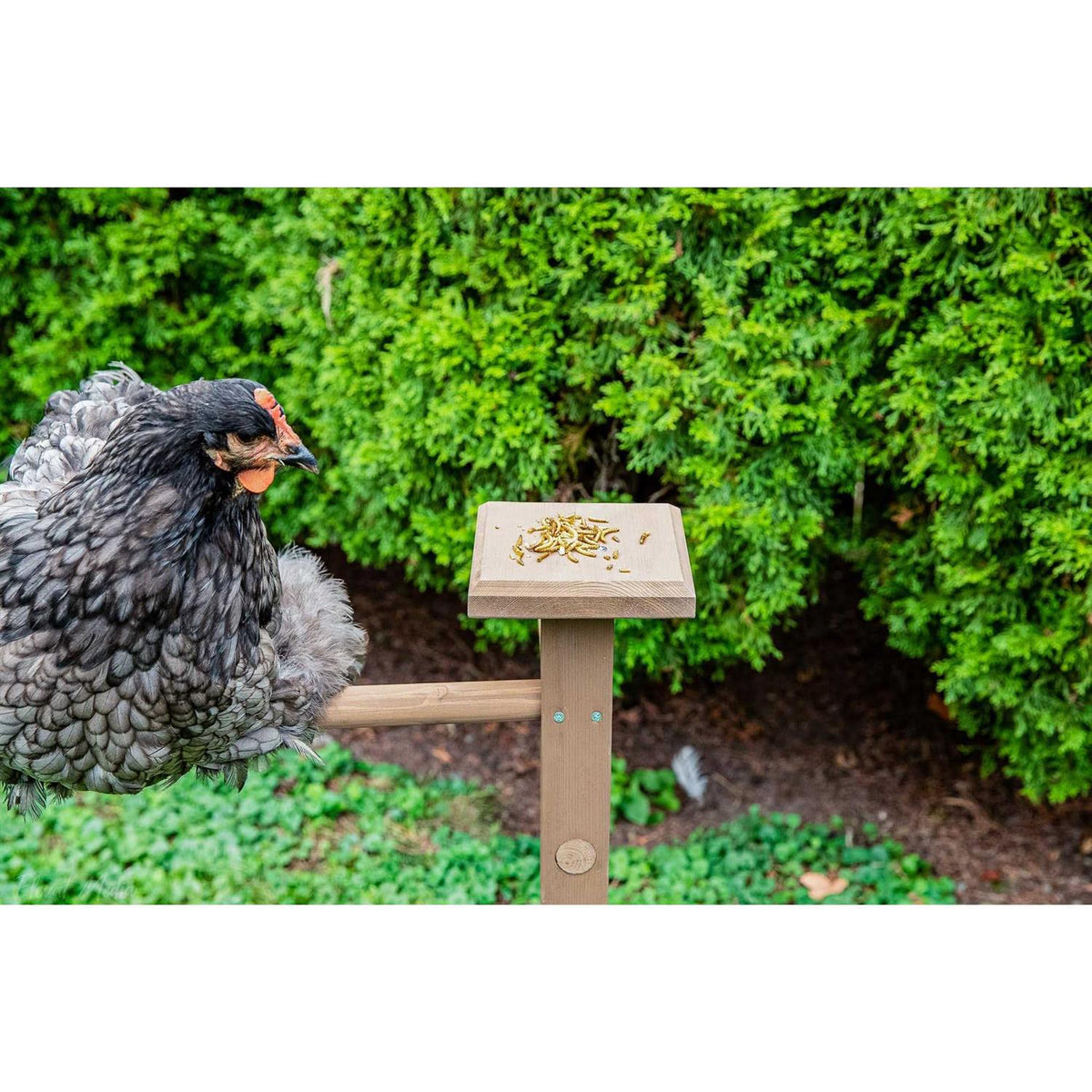 Double Roosting Perch G395