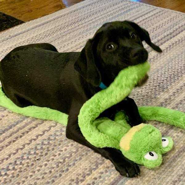 Dog Toy I191