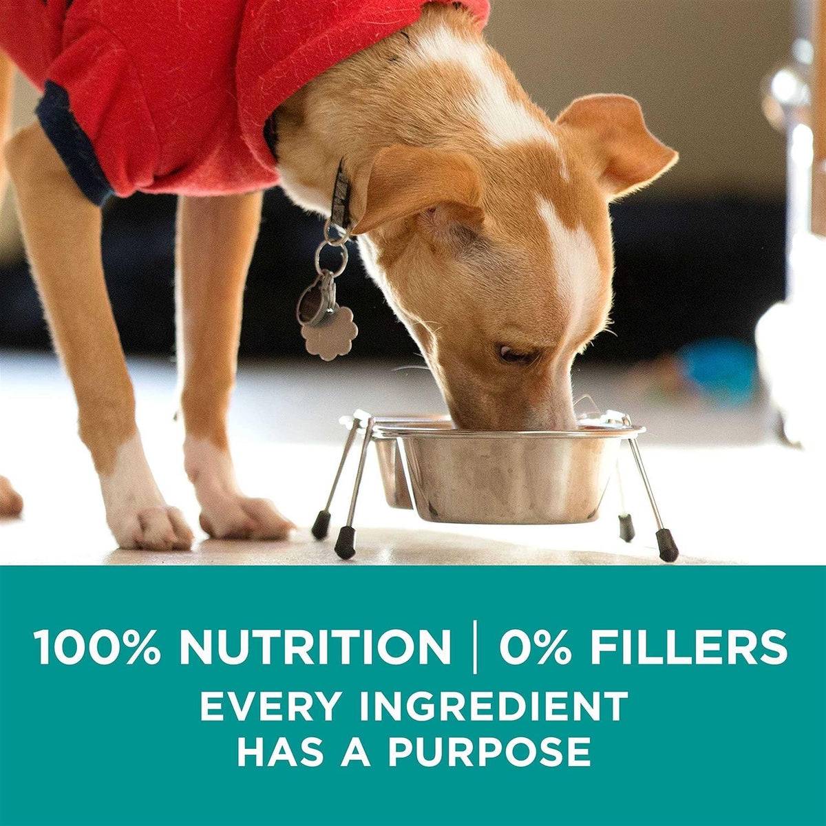 Dry Dog Food O838793